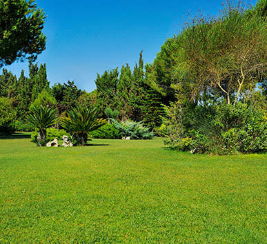 Abbattimento alberi Sassari