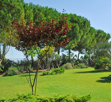 Interventi rimboschimento Sassari