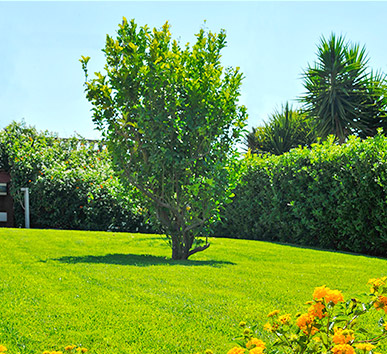 Potatura alberi Sassari